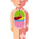 【萬象日語總鑑】人體部位日語詞彙一覽：由頭到腳一次認識！